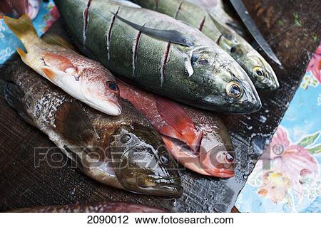 Variety of caught fish in a row; yelapa, jalisco, mexico View Large Photo Image Stock Image - Variety of caught fish in a row; yelapa, jalisco, mexico. Fotosearch