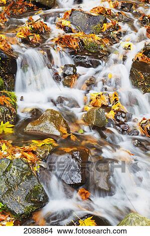 Picture - Wahkeena creek flowing over autumn coloured leaves in columbia river gorge national scenic area; oregon, united states of america. Fotosearch
