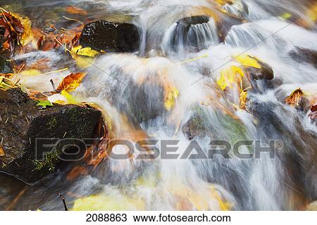 Wahkeena creek flowing over autumn coloured leaves in columbia river gorge national scenic area; oregon, united states of america View Large Photo Image Stock Image - Wahkeena creek flowing over autumn coloured leaves in columbia river gorge national scenic area; oregon, united states of america. Fotosearch