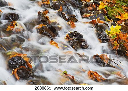 Wahkeena creek flowing over autumn coloured leaves in columbia river gorge national scenic area; oregon, united states of america View Large Photo Image Stock Photography - Wahkeena creek flowing over autumn coloured leaves in columbia river gorge national scenic area; oregon, united states of america. Fotosearch
