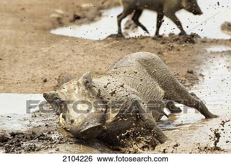 Warthogs (phacochoerus africanus) playing and splashing in mud at ngorongoro crater; tanzania View Large Photo Image Stock Photograph - Warthogs (phacochoerus africanus) playing and splashing in mud at ngorongoro crater; tanzania. Fotosearch