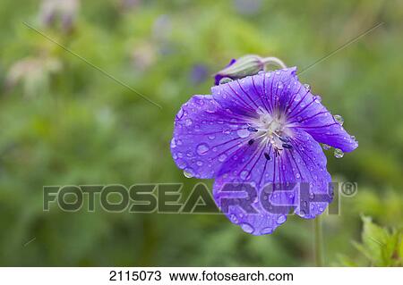 Water drops on a purple flower; northumberland england View Large Photo Image Stock Image - Water drops on a purple flower; northumberland england. Fotosearch