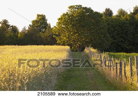 Wheat field and a path beside a fence in late evening; farnham quebec canada View Large Photo Image Stock Photo - Wheat field and a path beside a fence in late evening; farnham quebec canada. Fotosearch