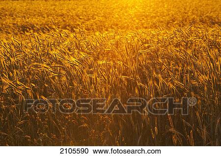 Wheat field at sunset; farnham quebec canada View Large Photo Image Stock Image - Wheat field at sunset; farnham quebec canada. Fotosearch