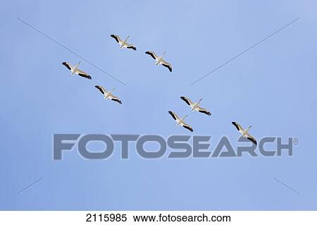 Stock Photography - White pelicans in flight against a blue sky; montana united states of america. Fotosearch