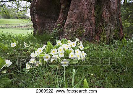 White primulas blossoming at the base of a tree; east sussex, england View Large Photo Image Stock Image - White primulas blossoming at the base of a tree; east sussex, england. Fotosearch