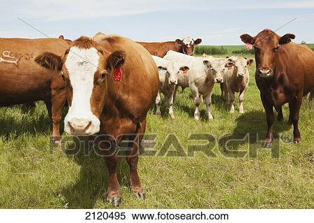 Wide angle close up of cattle in a field with three calves and blue sky east of airdrie; alberta canada View Large Photo Image Stock Photography - Wide angle close up of cattle in a field with three calves and blue sky east of airdrie; alberta canada. Fotosearch