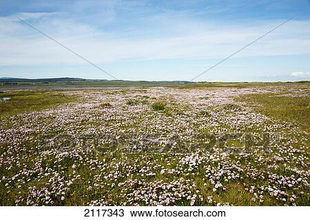 Wildflowers in a field; holy island causeway northumberland england View Large Photo Image Stock Image - Wildflowers in a field; holy island causeway northumberland england. Fotosearch
