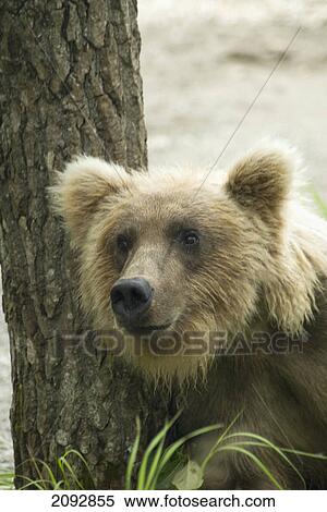 Stock Photography - Young brown bear (ursus arctos) in brooks camp, katmai national park; alaska, united states of america. Fotosearch
