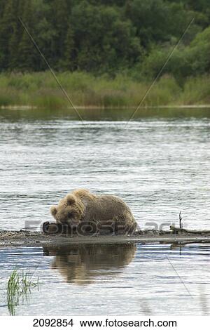 Young brown bear (ursus arctos) resting on the edge of nak nak lake in brooks camp in katmai national park; alaska, united states of america View Large Photo Image Picture - Young brown bear (ursus arctos) resting on the edge of nak nak lake in brooks camp in katmai national park; alaska, united states of america. Fotosearch