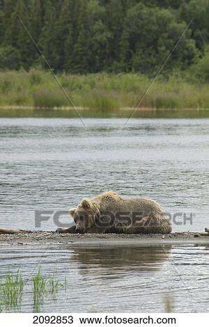 Stock Image - Young brown bear (ursus arctos) resting on the edge of nak nak lake in brooks camp in katmai national park; alaska, united states of america. Fotosearch