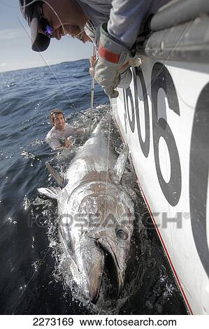 900 pound bluefin tuna being held at the side of a boat; prince edward island canada View Large Photo Image Stock Photo - 900 pound bluefin tuna being held at the side of a boat; prince edward island canada. Fotosearch