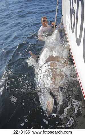Stock Photograph - 900 pound bluefin tuna caught on the side of a boat; prince edward island canada. Fotosearch
