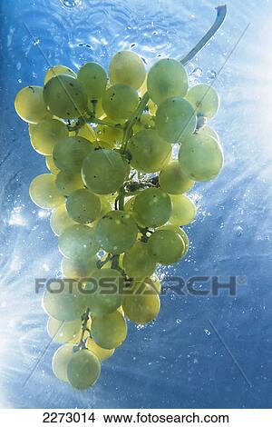 A cluster of grapes in blue water; tarifa cadiz andalusia spain View Large Photo Image Picture - A cluster of grapes in blue water; tarifa cadiz andalusia spain. Fotosearch