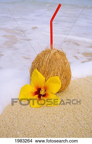 A Coconut Drink With Straw Sticking Out And Flowers On A Tropical Beach. View Large Photo Image Picture - A Coconut Drink With Straw Sticking Out And Flowers On A Tropical Beach.. Fotosearch