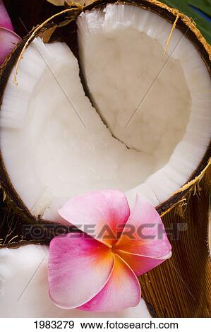 Stock Photo - A Coconut In Halves, White Meaty Fruit With Flowers. Fotosearch