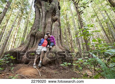 A couple sit on a giant saturn cedar tree in avatar grove; vancouver island british columbia canada View Large Photo Image Stock Image - A couple sit on a giant saturn cedar tree in avatar grove; vancouver island british columbia canada. Fotosearch
