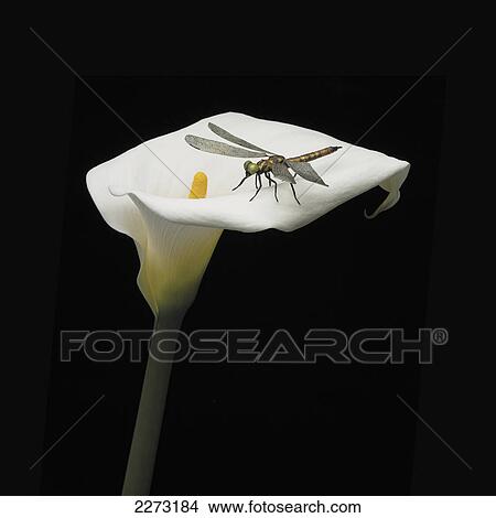 A dragonfly sitting on a white calla lily View Large Photo Image Picture - A dragonfly sitting on a white calla lily. Fotosearch