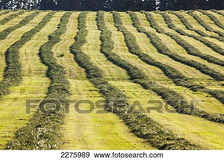 A field of freshly mowed hay forms vertical lines in a field in the cowichan valley on vancouver island; british columbia canada View Large Photo Image Stock Photo - A field of freshly mowed hay forms vertical lines in a field in the cowichan valley on vancouver island; british columbia canada. Fotosearch