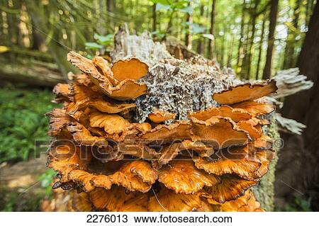 A fungus called polyporus sulphureus found on trees in the pacific northwest; british columbia canada View Large Photo Image Stock Image - A fungus called polyporus sulphureus found on trees in the pacific northwest; british columbia canada. Fotosearch
