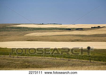 A hillside of golden fields in autumn with blue sky; alberta canada View Large Photo Image Stock Image - A hillside of golden fields in autumn with blue sky; alberta canada. Fotosearch