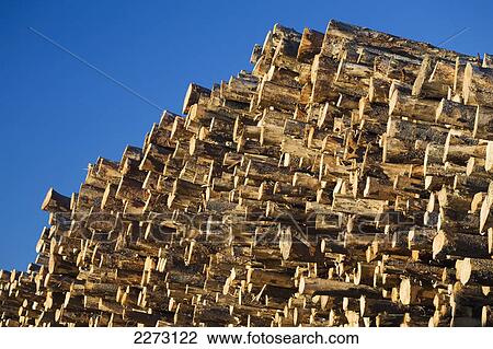 A large pile of trees in a lumber yard with blue sky; calgary alberta canada View Large Photo Image Stock Image - A large pile of trees in a lumber yard with blue sky; calgary alberta canada. Fotosearch