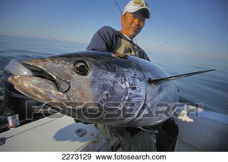 A man holding a bluefin tuna; stellwagen bank boston massachusetts united states of america View Large Photo Image Stock Photo - A man holding a bluefin tuna; stellwagen bank boston massachusetts united states of america. Fotosearch