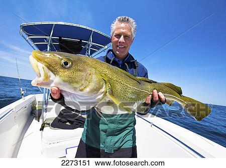 A man holding a fresh caught cod fish; boston massachusetts united states of america View Large Photo Image Stock Image - A man holding a fresh caught cod fish; boston massachusetts united states of america. Fotosearch