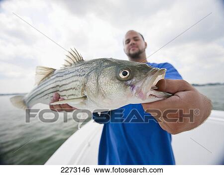 A man holding a fresh caught striped bass; boston massachusetts united states of america View Large Photo Image Stock Photograph - A man holding a fresh caught striped bass; boston massachusetts united states of america. Fotosearch