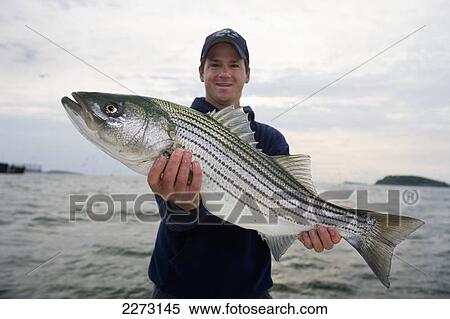 A man holding a fresh caught striped bass; boston massachusetts united states of america View Large Photo Image Stock Photography - A man holding a fresh caught striped bass; boston massachusetts united states of america. Fotosearch