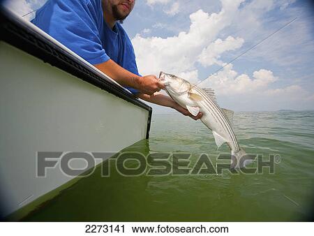 A man holds a fresh caught striped bass; boston massachusetts united states of america View Large Photo Image Stock Image - A man holds a fresh caught striped bass; boston massachusetts united states of america. Fotosearch