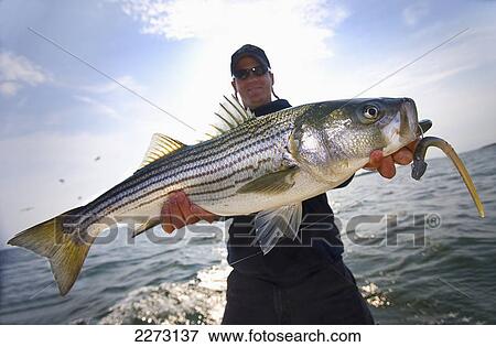 A man holds a fresh caught striped bass; boston massachusetts united states of america View Large Photo Image Stock Photo - A man holds a fresh caught striped bass; boston massachusetts united states of america. Fotosearch