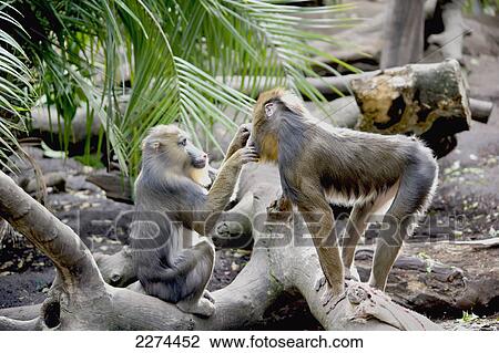 A monkey grooming another monkey; adelaide australia View Large Photo Image Stock Image - A monkey grooming another monkey; adelaide australia. Fotosearch