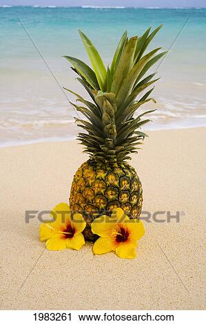 Stock Image - A Pineapple With Flowers On A Tropical Beach.. Fotosearch