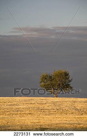 A single tree in a golden field at sunrise; alberta canada View Large Photo Image Stock Image - A single tree in a golden field at sunrise; alberta canada. Fotosearch