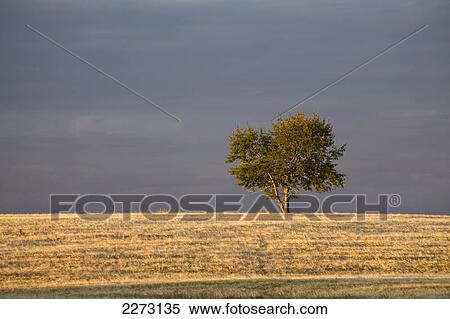 A single tree in a golden field at sunrise; alberta canada View Large Photo Image Stock Photography - A single tree in a golden field at sunrise; alberta canada. Fotosearch