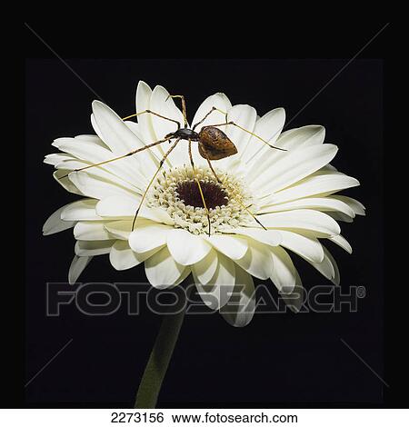 A spider sits on a white gerbera flower View Large Photo Image Stock Photograph - A spider sits on a white gerbera flower. Fotosearch
