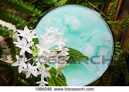 Stock Photograph - A Tropical Drink Garnished With Flowers.. Fotosearch