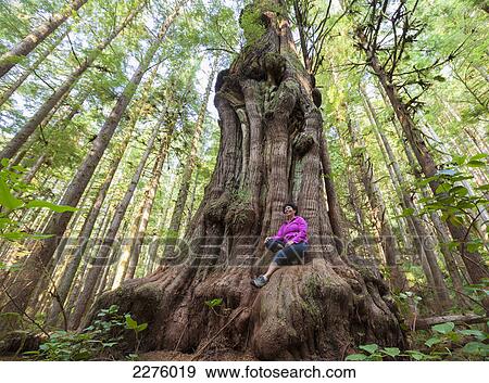 A woman sits on canada's gnarliest tree a giant cedar tree in what is called avatar forest near port renfrew; vancouver island british columbia canada View Large Photo Image Stock Photo - A woman sits on canada's gnarliest tree a giant cedar tree in what is called avatar forest near port renfrew; vancouver island british columbia canada. Fotosearch