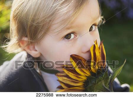 A young boy smells a sunflower in a garden; british columbia canada View Large Photo Image Stock Photo - A young boy smells a sunflower in a garden; british columbia canada. Fotosearch