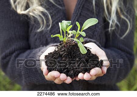 Stock Photograph - A young woman holding a seedling in dark soil; hawaii united states of america. Fotosearch