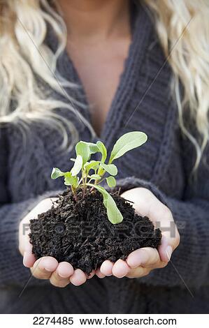 A young woman holding a seedling in dark soil; hawaii united states of america View Large Photo Image Stock Photography - A young woman holding a seedling in dark soil; hawaii united states of america. Fotosearch