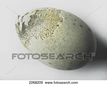Stock Photo - An egg with shell cracked on a white background. Fotosearch