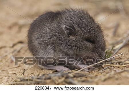 Baby deer mouse in badlands national park; south dakota united states of america View Large Photo Image Stock Photo - Baby deer mouse in badlands national park; south dakota united states of america. Fotosearch