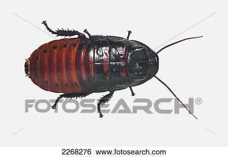 Beetle on a white background View Large Photo Image Stock Photograph - Beetle on a white background. Fotosearch