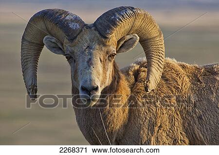 Bighorn sheep badlands national park; south dakota united states of america View Large Photo Image Stock Image - Bighorn sheep badlands national park; south dakota united states of america. Fotosearch