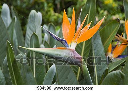Stock Photo - Bird Of Paradise Among Green Leaves.. Fotosearch