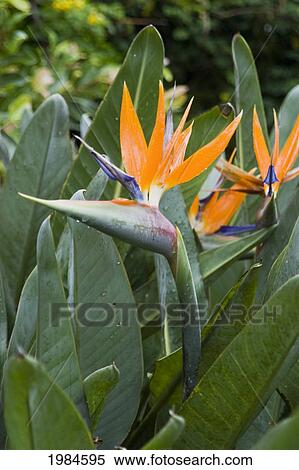Bird Of Paradise Among Green Leaves. View Large Photo Image Stock Photography - Bird Of Paradise Among Green Leaves.. Fotosearch