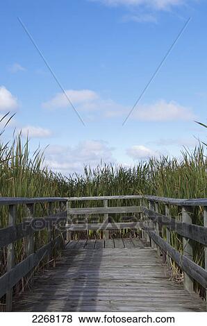 Boardwalk overgrown with the cattails of grassy narrows marsh on lake winnipeg; hecla island manitoba canada View Large Photo Image Stock Photo - Boardwalk overgrown with the cattails of grassy narrows marsh on lake winnipeg; hecla island manitoba canada. Fotosearch