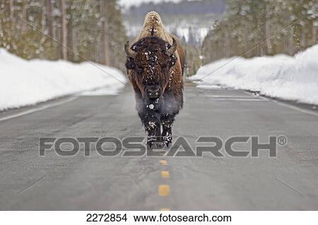 Buffalo walking down the middle of the road in yellowstone national park; wyoming united states of america View Large Photo Image Picture - Buffalo walking down the middle of the road in yellowstone national park; wyoming united states of america. Fotosearch